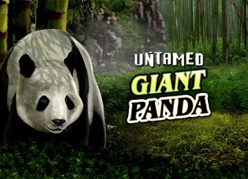 Untamed Giant Panda